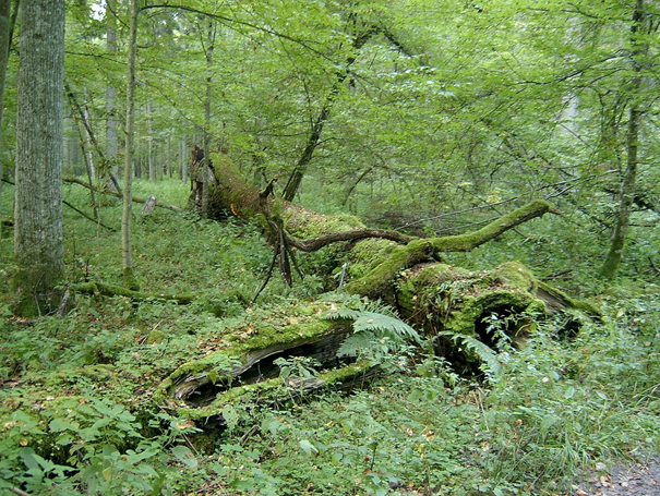 Puszcza Białowieska – ostatni w Europie fragment lasu pierwotnego
